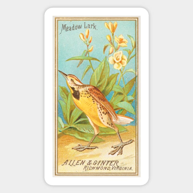 Meadow Lark Sticker by WAITE-SMITH VINTAGE ART